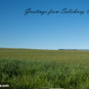 Salisbury forever field