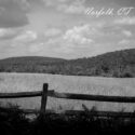 Norfolk field bw